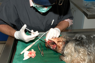 Le vétérinaire chirurgien effectue un détartrage et des soins dentaires sur un chien. Le...