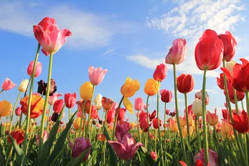 Fototapete Tulpe Leuchtendes Tulpenfeld und blauer Himmel mit Wolken