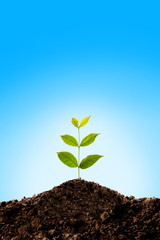 Green sprout growing 