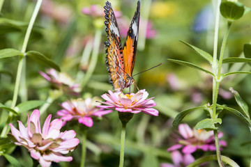 Close up of male leopard lacewing (Cethosia cyane euanthes) butterfly perching on zinnia flower