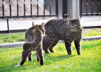 two fighting cats, spring