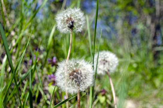 Close up of green grass with  flowers