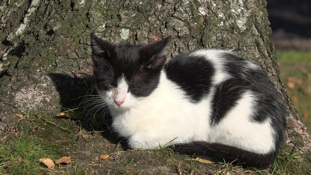 Cat with purulent eye