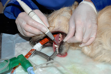 Le vétérinaire chirurgien effectue un détartrage et des soins dentaires sur un chien. Le...