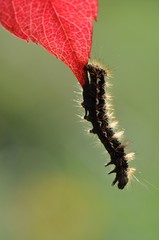 Chenille 