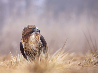 buzzard