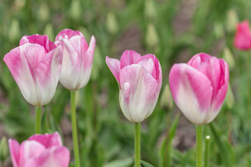 pink tulips close up