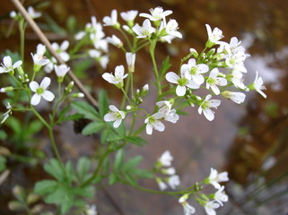 White flowers