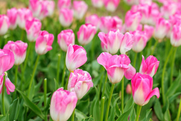 pink tulips in the spring