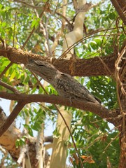 Frogmouth Owl, Eulenschwalm, Podargus