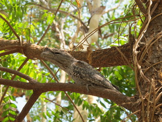 Frogmouth Owl, Eulenschwalm, Padargus