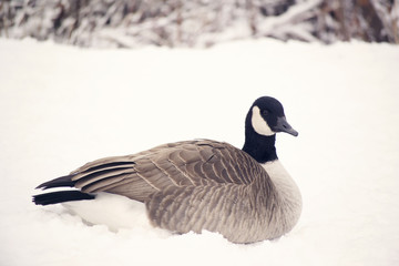 Goose in the snow