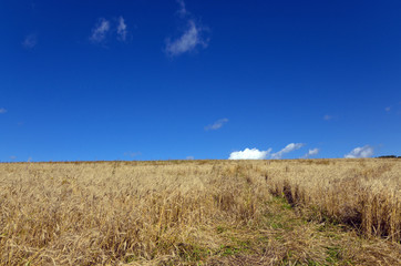 Deep blue sky over the wheat field