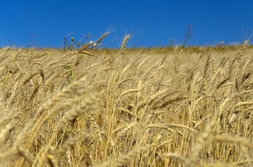 Fototapeta na wymiar Deep blue sky over the wheat field