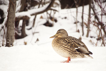 Fototapeta premium Spotted duck