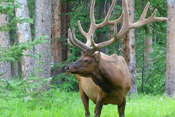 Naklejka na ściany i meble Large bull elk grazing in summer grass in Yellowstone