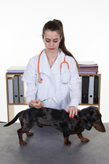 veterinarian doctor making check-up of a dachshund