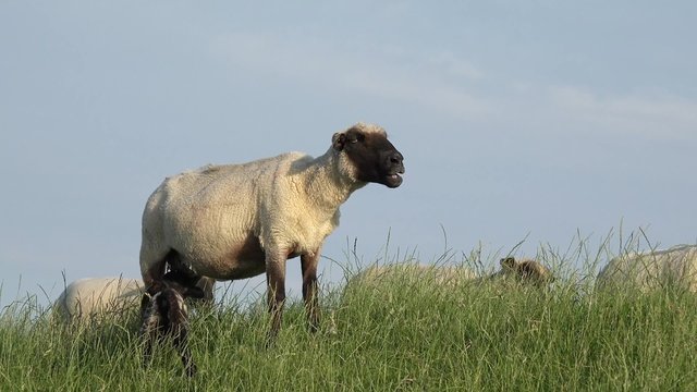 Schafe mit Lamm auf der Wiese