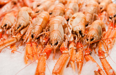 langoustines on ice