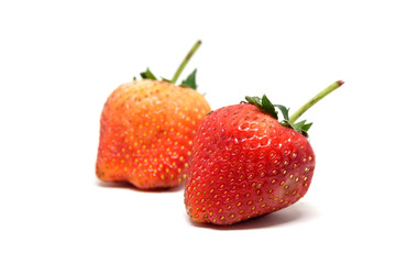 Red berry strawberry