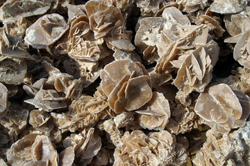 Tunisia,rose del deserto.