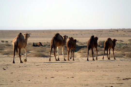 Tunisia,cammelli nel deserto.