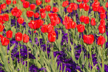 Fototapeta premium Field of red tulips and pansy