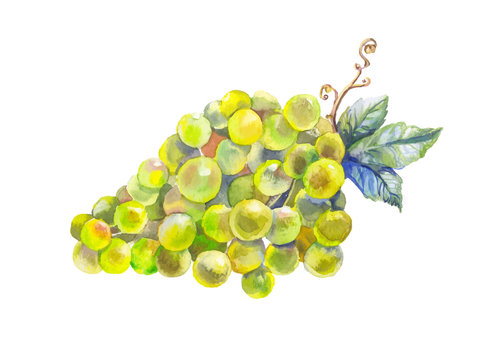 Grapes Watercolor