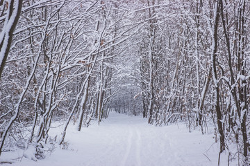 Obraz premium winter trees on layer of snow