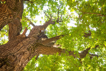 Fototapeta premium Oak tree leaves summer background