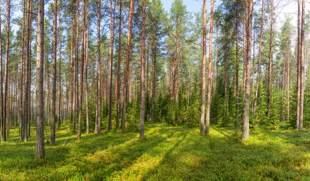 Fototapeta Summer fir forest panorama