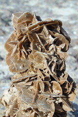 Tunisia,Tamerza,rose del deserto.