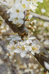 Blooming tree in spring