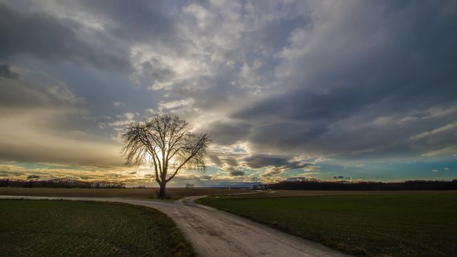 baum mit sonnenschein und wolken zeitraffer