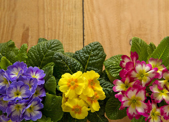  Colorful primula flowers isolated .