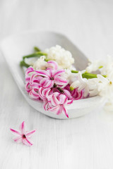 White and pink hyacinth flowers .Spa setting