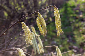 hazel blossoms / Flowers on a Hazel 