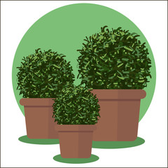 Vector flat illustration of plants in pots.