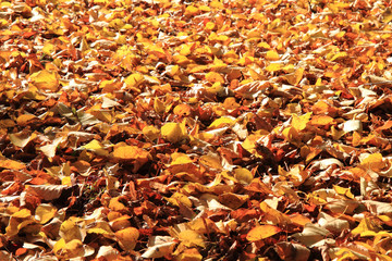 autumn leaves background