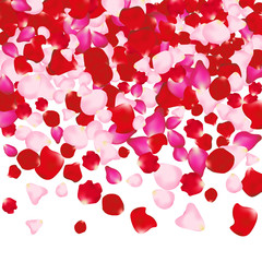 Red and pink rose petals isolated on white. Valentine background. Beauty fashion woman concept