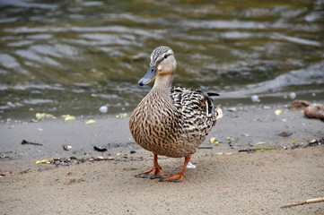 Female mallard portrait, portrait of a duck © zanna_