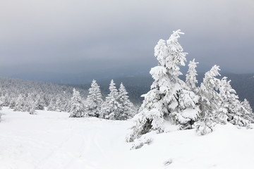 Snowy tree on a hill with other trees and a dark sky in the background.