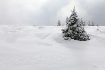 Snowy tree on a hill with a dark sky in the background.