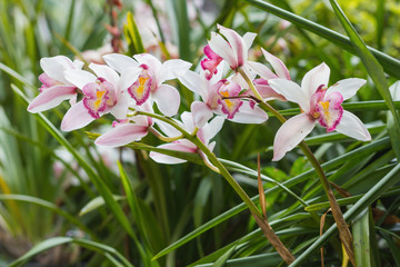 Beautiful white cymbidium flower orchid close up in garden.