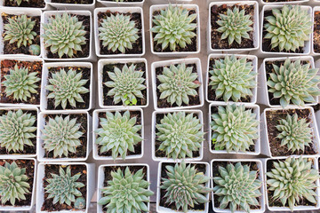 Green succulent plant