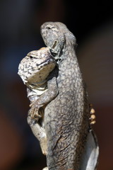 Tunisia,coppia di lucertole del deserto.