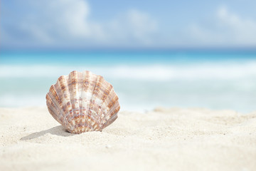 Fototapeta na wymiar Scallop Shell in the Sand Beach of the Caribbean Sea