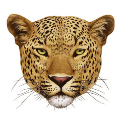 Portrait of Leopard. Hand-drawn illustration, digitally colored.