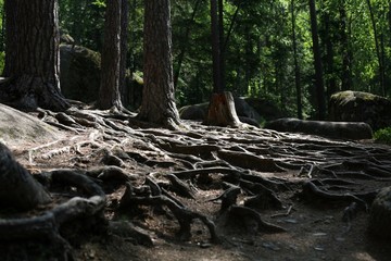 Корни деревьев в лесу