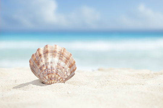 Scallop Shell in the Sand Beach of the Caribbean Sea
